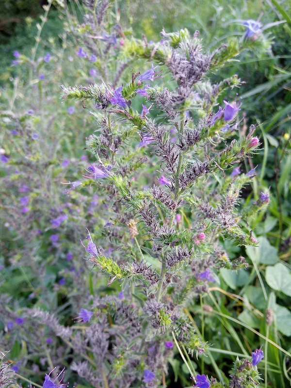 hadinec obyčajný Echium vulgare L.