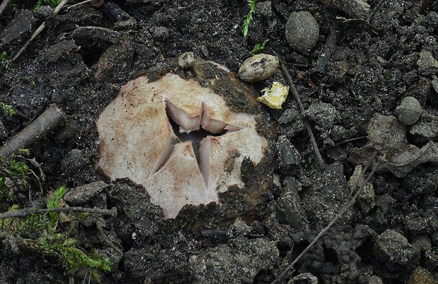 hviezdovka červenkastá Geastrum rufescens Pers.