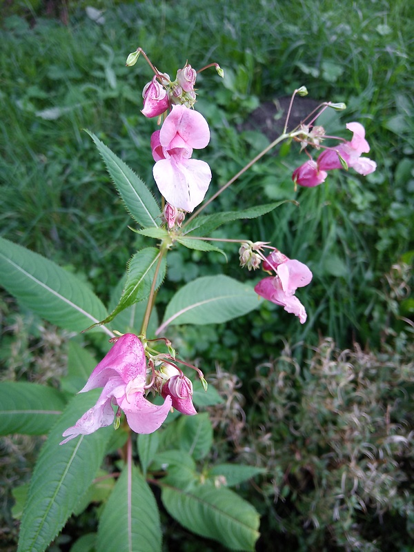 netýkavka žliazkatá Impatiens glandulifera Royle