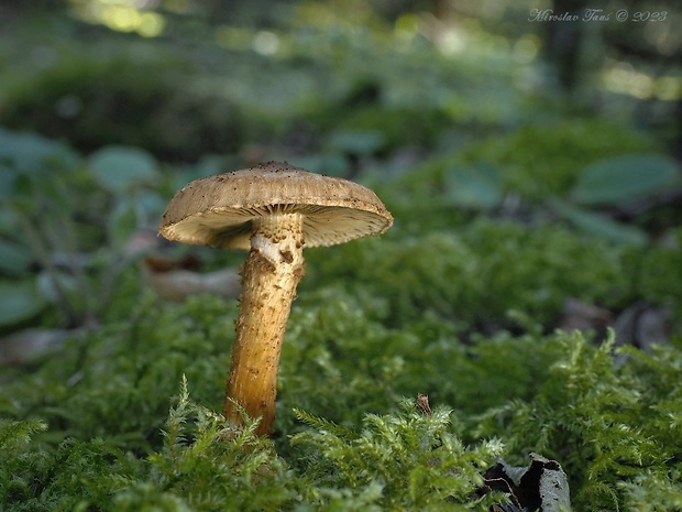 vláknica Inocybe terrigena  (Fr.) Kühner