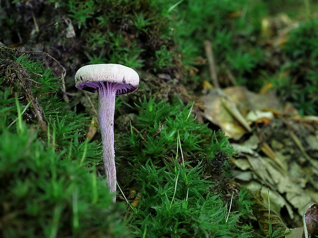 lakovka ametystová Laccaria amethystina (Huds.) Cooke