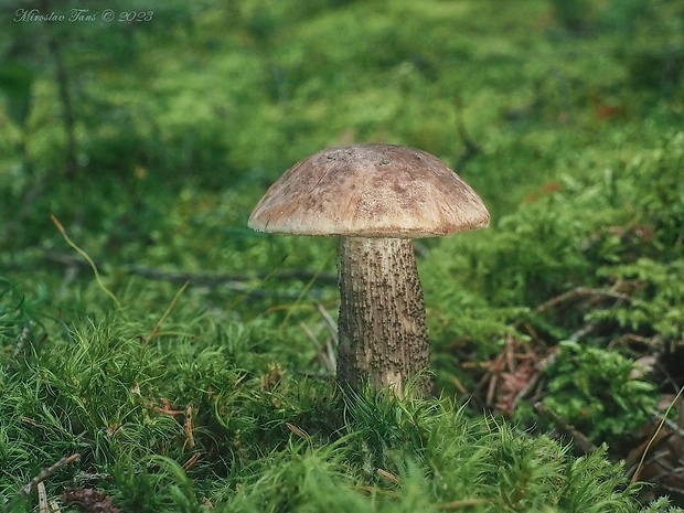 kozák brezový Leccinum scabrum (Bull.) Gray