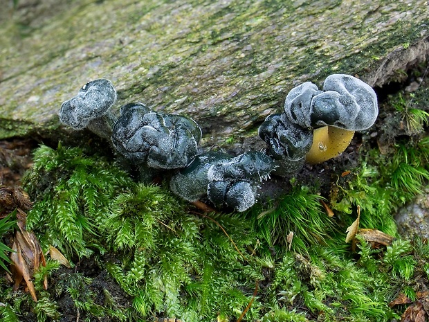 klincovka slizká Leotia lubrica (Scop.) Pers.