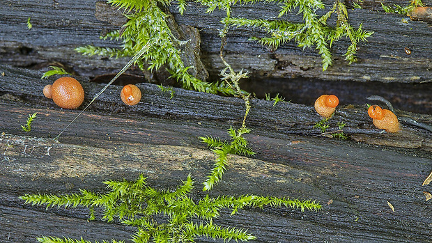 vlčinka Lycogala sp.