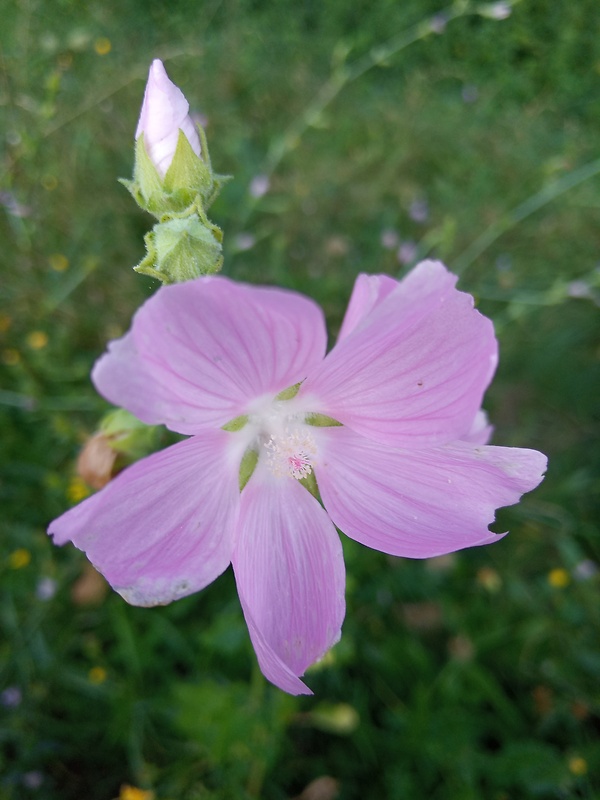 slez pižmový Malva moschata L.