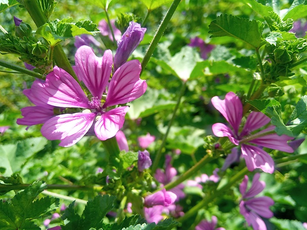 slez lesný Malva sylvestris L.