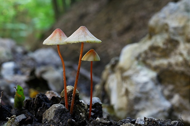 prilbička šafranová Mycena crocata (Schrad.) P. Kumm.