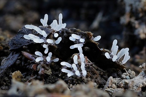 slizovka Myxomycetes