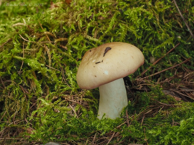 plávka štíhla Russula gracillima Jul. Schäff.