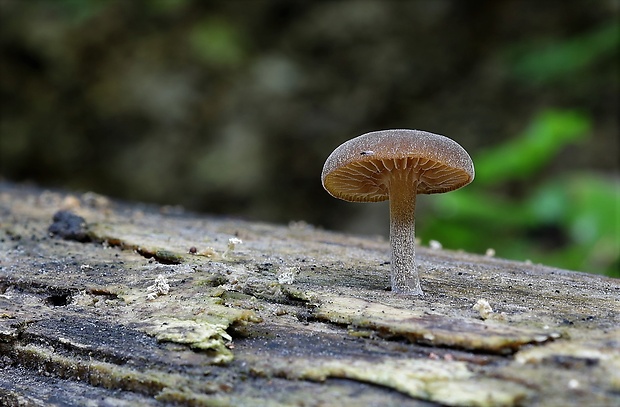 smeťovička veľká Simocybe sumptuosa (P.D. Orton) Singer