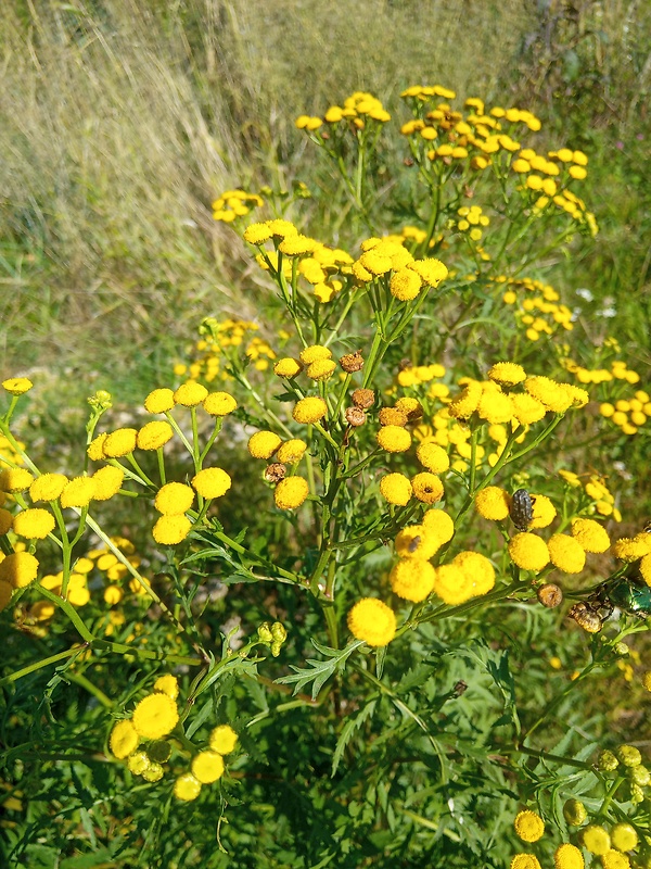 vratič obyčajný Tanacetum vulgare L.