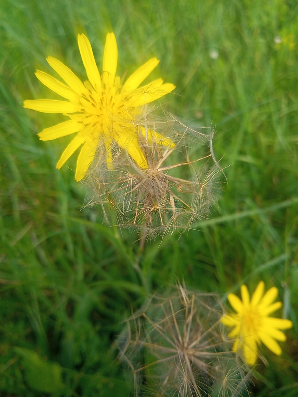 kozobrada lúčna Tragopogon pratensis L.