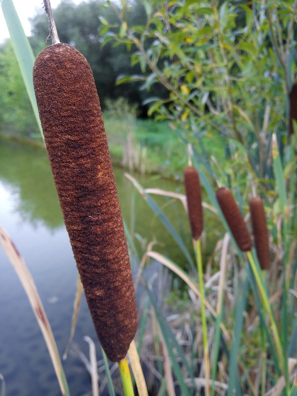 pálka širokolistá Typha latifolia L.