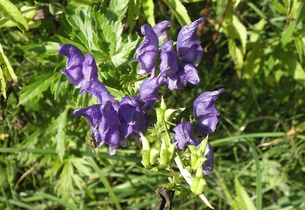 prilbica pestrá Aconitum variegatum L.