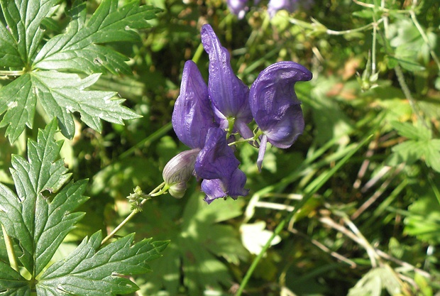 prilbica pestrá Aconitum variegatum L.