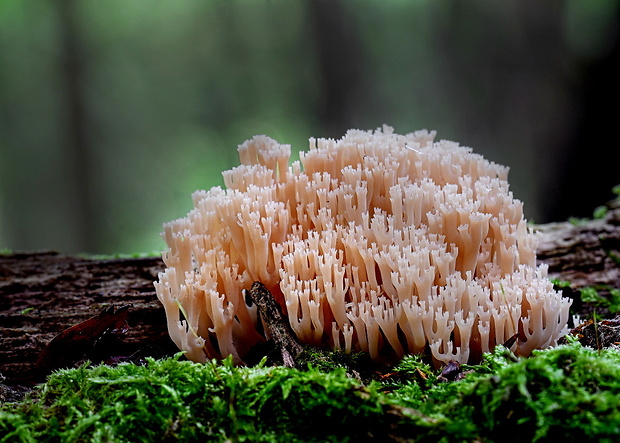 korunovec svietnikovitý Artomyces pyxidatus (Pers.) Jülich