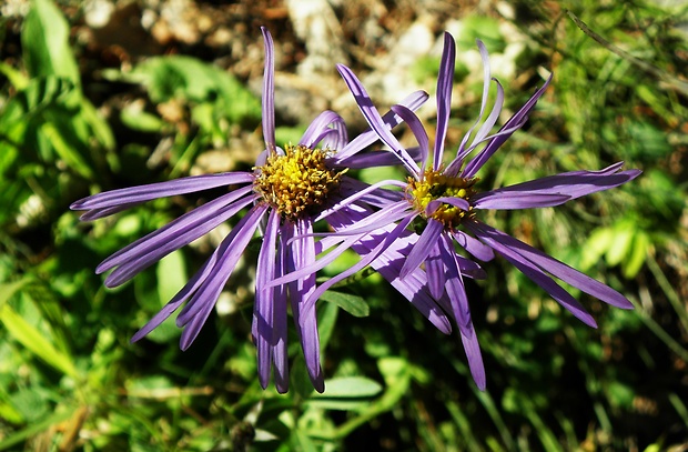 astra spišská Aster amelloides Besser