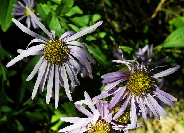 astra spišská Aster amelloides Besser