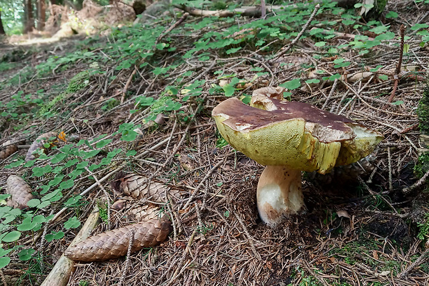 hríb smrekový Boletus edulis Bull.