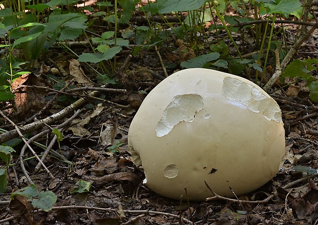 vatovec obrovský Calvatia gigantea (Batsch) Lloyd