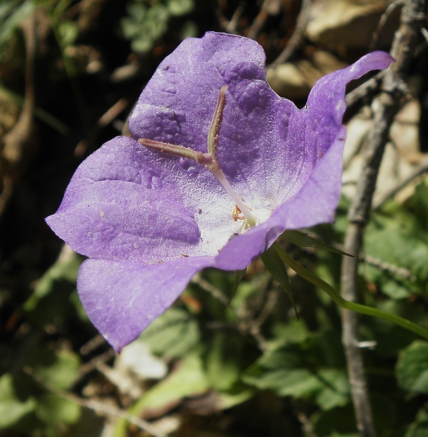 zvonček karpatský Campanula carpatica Jacq.