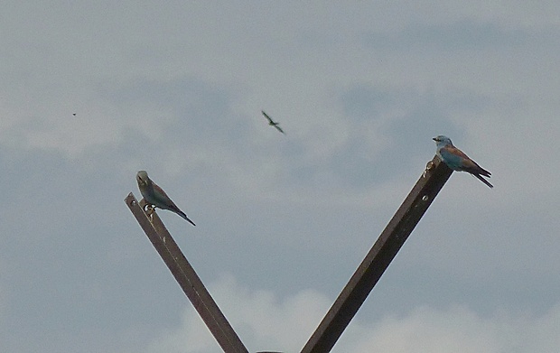 krakľa belasá Coracias garrulus