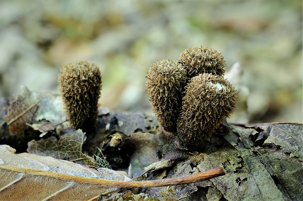 čiaškovec pásikavý Cyathus striatus (Huds.) Willd.