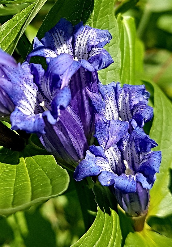 horec luskáčovitý Gentiana asclepiadea L.