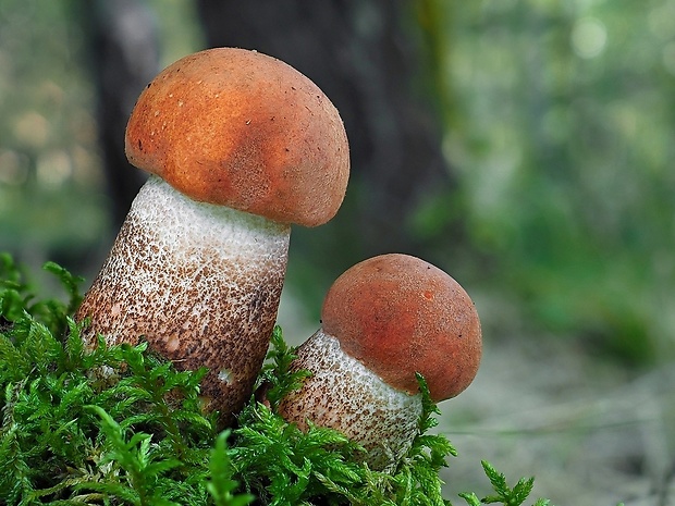 kozák dubový Leccinum aurantiacum (Bull.) Gray