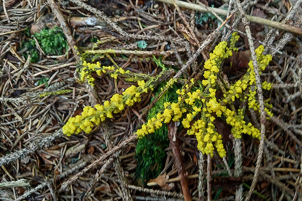 slizovka Myxomycetes