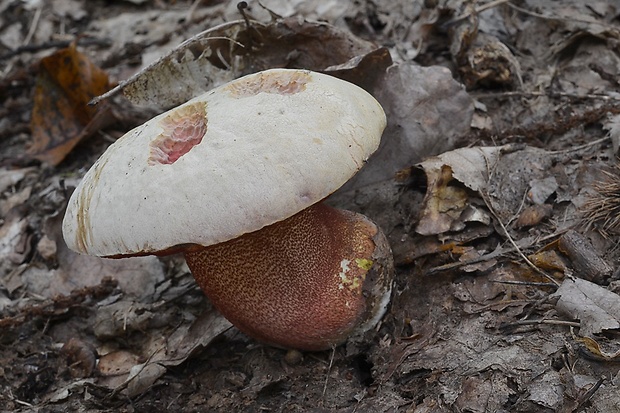 hríb purpurový Rubroboletus rhodoxanthus Kuan Zhao &amp; Zhu L. Yang