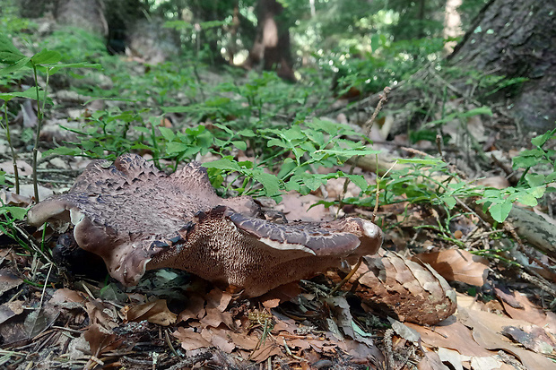 jelenkovec škridlicovitý Sarcodon imbricatus (L.) P. Karst.