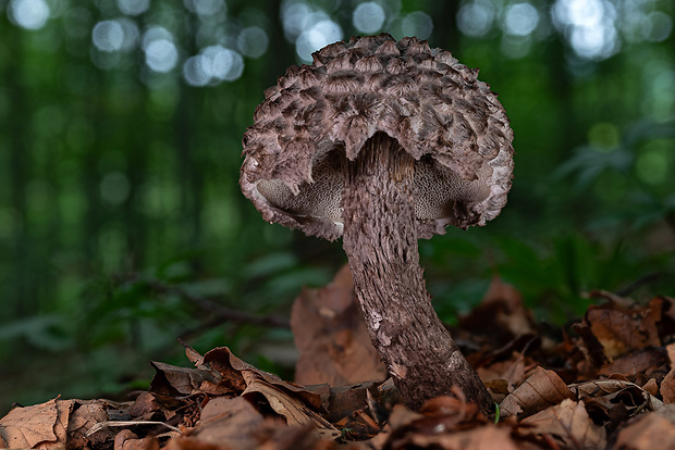 šiškovec šupinatý Strobilomyces strobilaceus (Scop.) Berk.