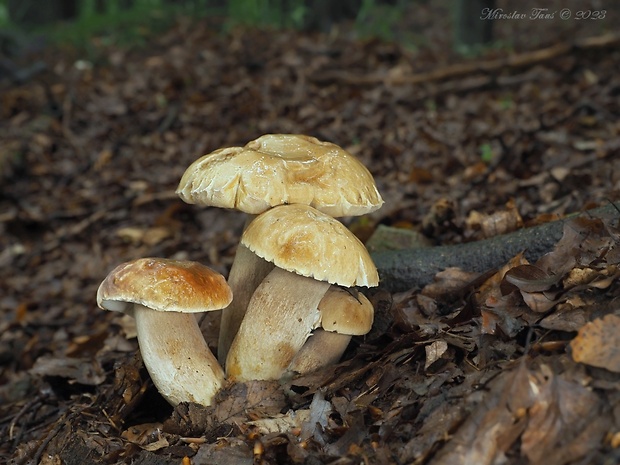 hríb dubový Boletus reticulatus Schaeff.