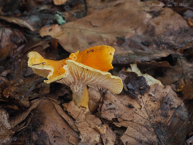 kuriatko oranžové Cantharellus friesii Quél.