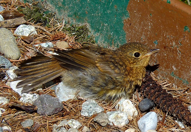 červienka obyčajná Erithacus rubecula