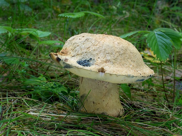 hríbnik modrejúci Gyroporus cyanescens (Bull.) Quél.