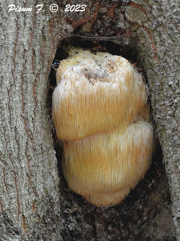 koralovec ježovitý Hericium erinaceus (Bull.) Pers.