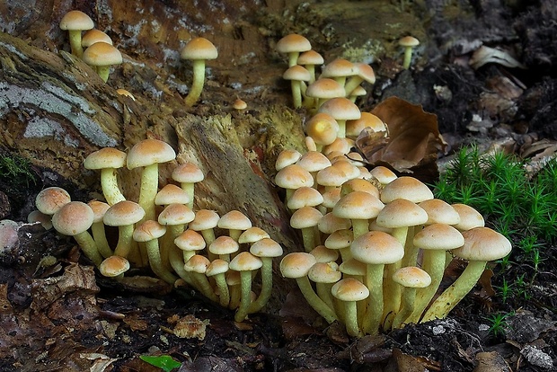 strapcovka zväzkovitá Hypholoma fasciculare (Huds.) P. Kumm.