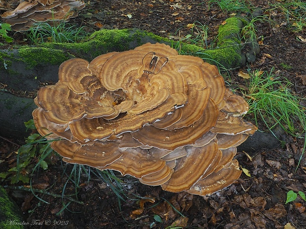 vejárovec obrovský Meripilus giganteus (Pers.) P. Karst.