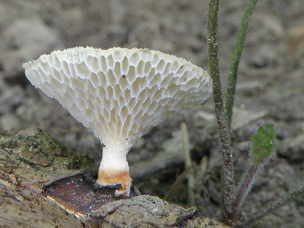 trúdnik veľkopórový Neofavolus alveolaris (DC.) Sotome & T. Hatt.