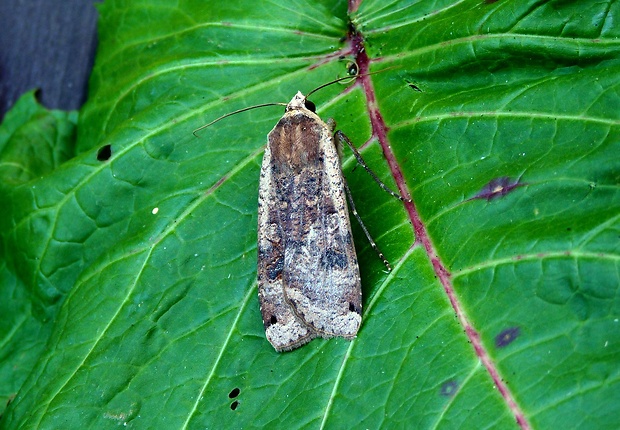 mora štiavová Noctua pronuba