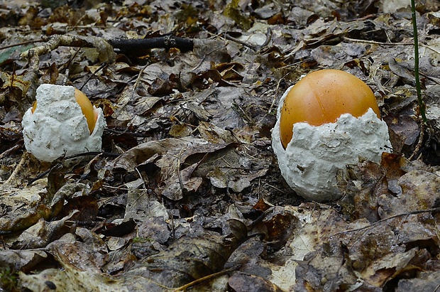 muchotrávka cisárska Amanita caesarea (Scop.) Pers.