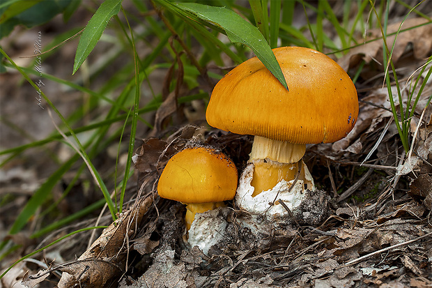 muchotrávka cisárska Amanita caesarea (Scop.) Pers.