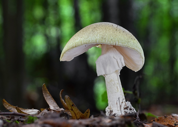 muchotrávka zelená Amanita phalloides (Vaill. ex Fr.) Link