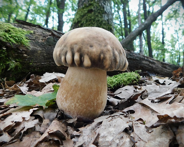 hríb bronzový Boletus aereus Bull. ex Fr.