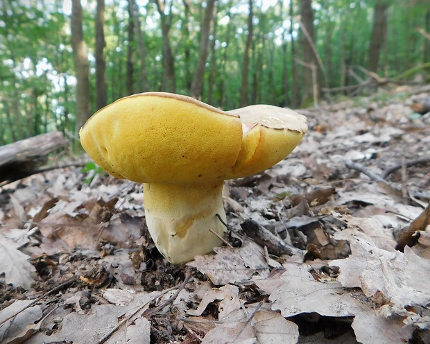 hríb príveskatý Butyriboletus appendiculatus (Schaeff. ex Fr.) Secr.