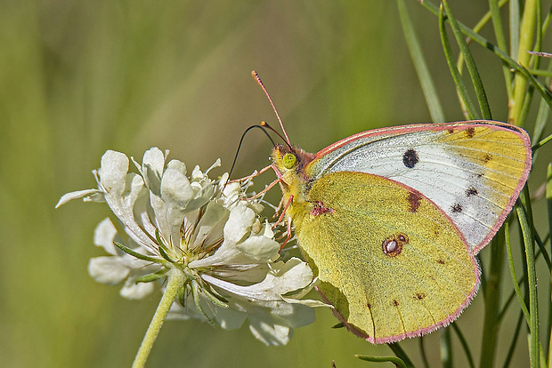 žltáčik ranostajový  Colias alfacariensis