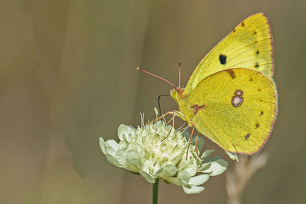 žltáčik ranostajový  Colias hyale (Linnaeus, 1758)