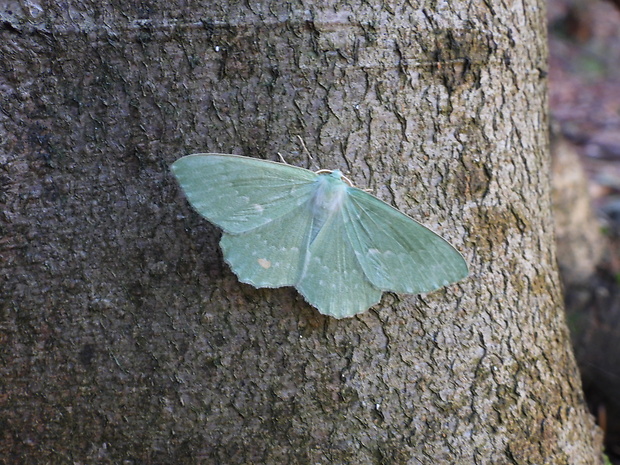 piadivka zelená Geometra papilionaria